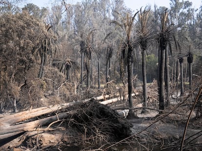 Algunas de las palmeras que siguen en pie, en el Jardín Botánico de Viña del Mar (Chile), el 5 de febrero de 2024.