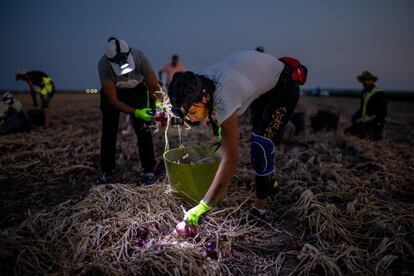 Una cuadrilla de jornaleros recoge cebollas por la noche para evitar las altas temperaturas en Lebrija (Sevilla).