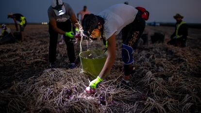 Una cuadrilla de jornaleros recoge cebollas por la noche para evitar las altas temperaturas en Lebrija (Sevilla).