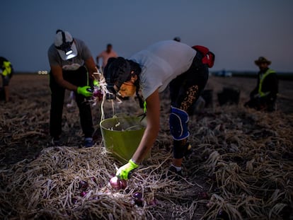Una cuadrilla de jornaleros recoge cebollas por la noche para evitar las altas temperaturas en Lebrija (Sevilla).