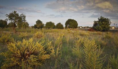 Un campo abandonado de Mallorca, donde crece la maleza.