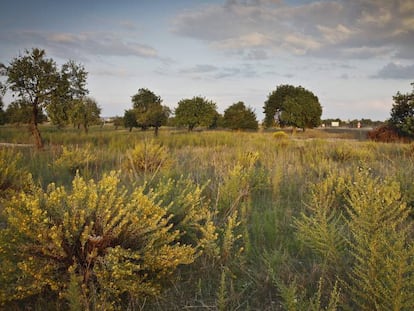 Un campo abandonado de Mallorca, donde crece la maleza.