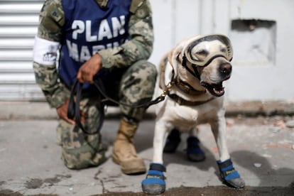 Frida, una labradora que participa en la búsqueda de supervivientes junto a la Marina mexicana, ha ayudado al rescate de 56 personas con vida tanto en México como en otros países. En la foto, Frida junto a un miembro de la Marina el 10 de septiembre de 2017 en Juchitán. 