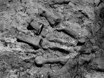 Villamayor de los Montes (Burgos), 2004. Exhumación de los restos de 46 personas que fueron excarceladas de la prisión provincial de Burgos el 24 de septiembre de 1936, asesinadas y enterradas en las inmediaciones de la carretera de Madrid. En la fotografía, una alianza de boda aparece en la mano de uno de los asesinados.