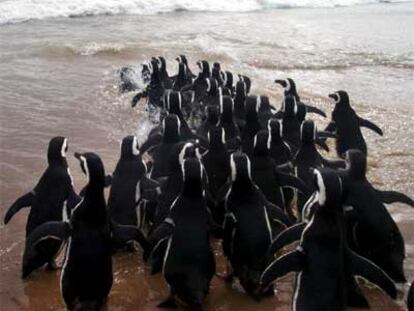 Liberación de pingüinos en una playa de Punta del Este (Uruguay).