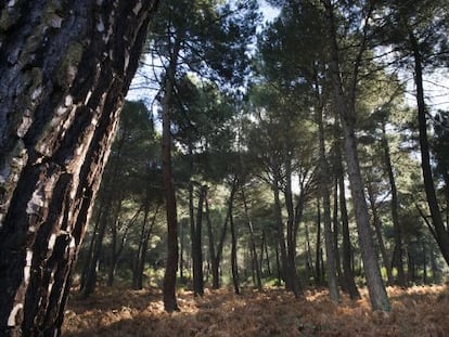 Uno de los pinares de San Mart&iacute;n de Valdeiglesias.