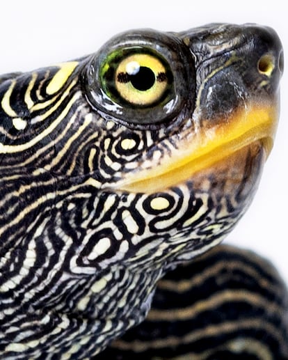 Tortuga mapa ('Graptemys pseudogeográfica').