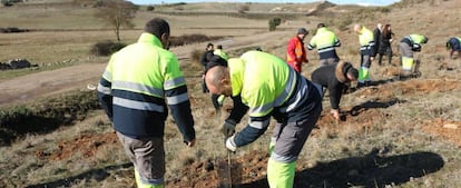 Labores de plantación de arbolado en la Finca de Valderrey, en Zamora.