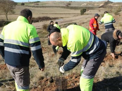 Labores de plantación de arbolado en la Finca de Valderrey, en Zamora.