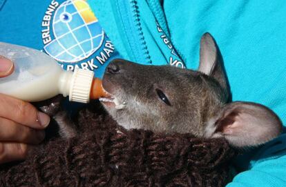 Un canguro 'wallaby'