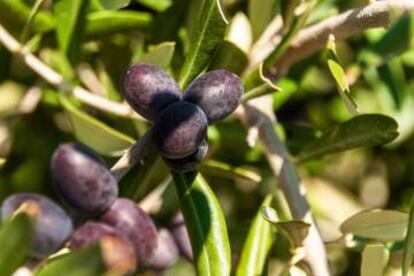 Una rama de un olivo con aceitunas.