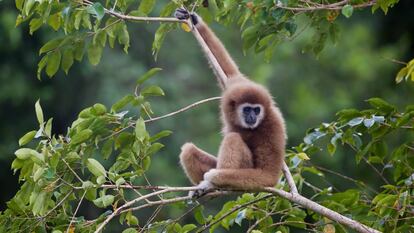 Gibón de manos blancas ('Hylobates lar'), una especie amenazada en la actualidad.