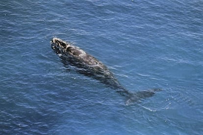 Un ejemplar de ballena franca, en una imagen de archivo. 