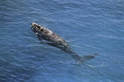 Un ejemplar de ballena franca, en una imagen de archivo.