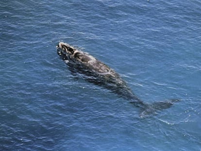 Un ejemplar de ballena franca, en una imagen de archivo. 