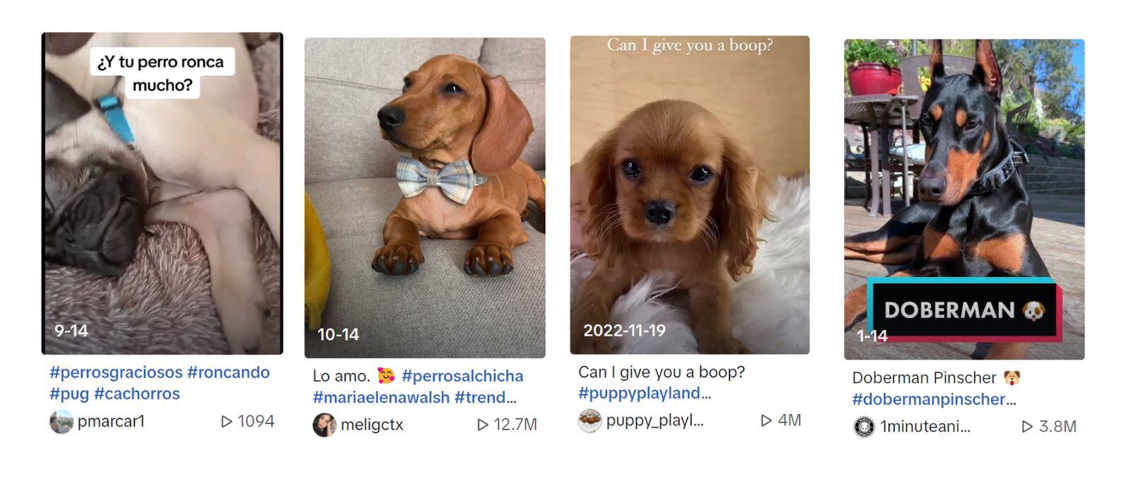 Los pugs, dachshunds, cavalier king charles spaniels y doberman pinschers triunfan en TikTok.