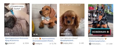 Pugs, dachshunds, Cavalier King Charles spaniels and Doberman pinschers are popular on TikTok. 