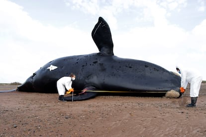 cadáver de una ballena franca austral en la costa de Península Valdés, en Argentina, a principios de octubre.