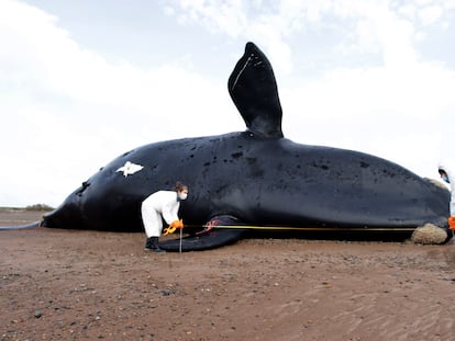 Dos investigadores trabajan sobre el cadáver de una ballena franca austral en la costa de Península Valdés, en Argentina, a principios de octubre.