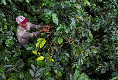 Una plantación en Anolaima, Colombia, en diciembre de 2024.