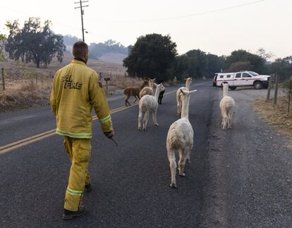 O perímetro do incêndio em Sonoma foi controlado no domingo de manhã em 65%. A temperatura caiu drasticamente na área de Los Angeles em comparação com o resto da semana. Mas o fogo estava perigosamente próximo à cidade de Santa Clarita em condições extremas de seca e vento considerados "bandeira vermelha". Essas condições incluíam uma previsão de rajadas de vento entre 70 e 90 quilômetros por hora, que poderiam durar até segunda-feira e agravar a situação.