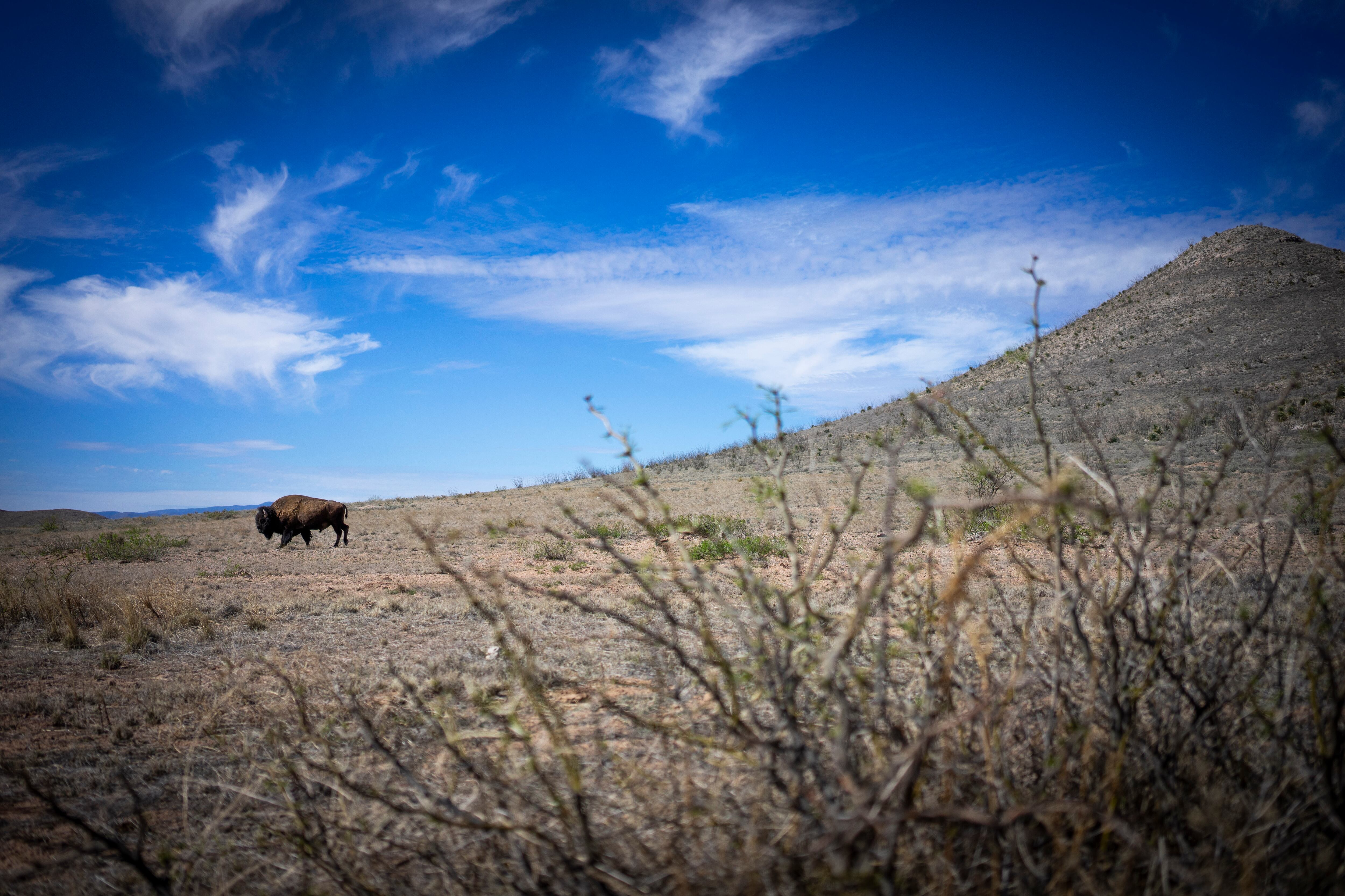 Un bisonte a los pies del cerro de La Cal, en el Rancho El Uno.