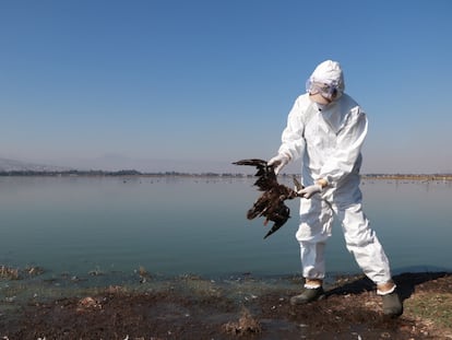 Un técnico del Servicio Nacional de Sanidad, Inocuidad y Calidad Agroalimentaria (Senasica) sostiene un pájaro muerto en una fotografía sin fecha.