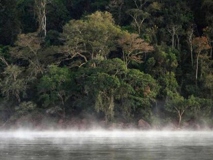 Imagem de um território da floresta amazônica no Pará