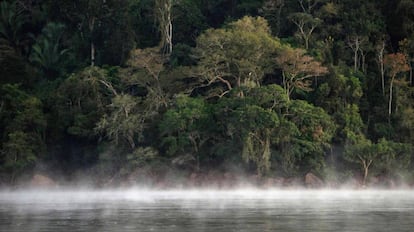 Imagem de um território da floresta amazônica no Pará