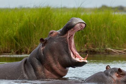 Un hipopótamo en el Parque Nacional de Chobe, al norte de Botsuana.