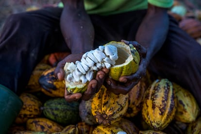 Granos de cacao en una plantación de Costa de Marfil. 