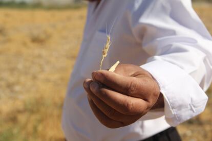 Adulrahman muestra los restos de la última cosecha de trigo “Las estaciones han cambiado notablemente y las temperaturas están subiendo. Cada vez hace más calor durante mayor parte del año”, detalla el campesino.