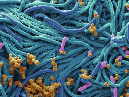 Bacterias ‘comemóviles’ que ayudan a separar los metales de los residuos electrónicos