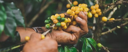 La producción cafetera de la Asociación de Mujeres Caficultoras del Cauca (Colombia).