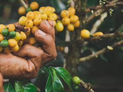 La producción cafetera de la Asociación de Mujeres Caficultoras del Cauca (Colombia).