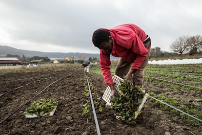 Saydunn un joven gambiano miembro de la cooperativa, Barikama, se dedica a plantar lechugas durante una fría mañana de febrero.