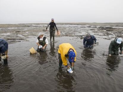 Shellfish harvesters in Carril (Villagarcía de Arousa).