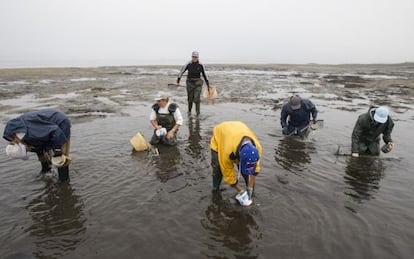 Shellfish harvesters in Carril (Villagarcía de Arousa).