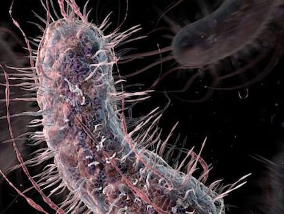 Una bacteria escherichia coli.
