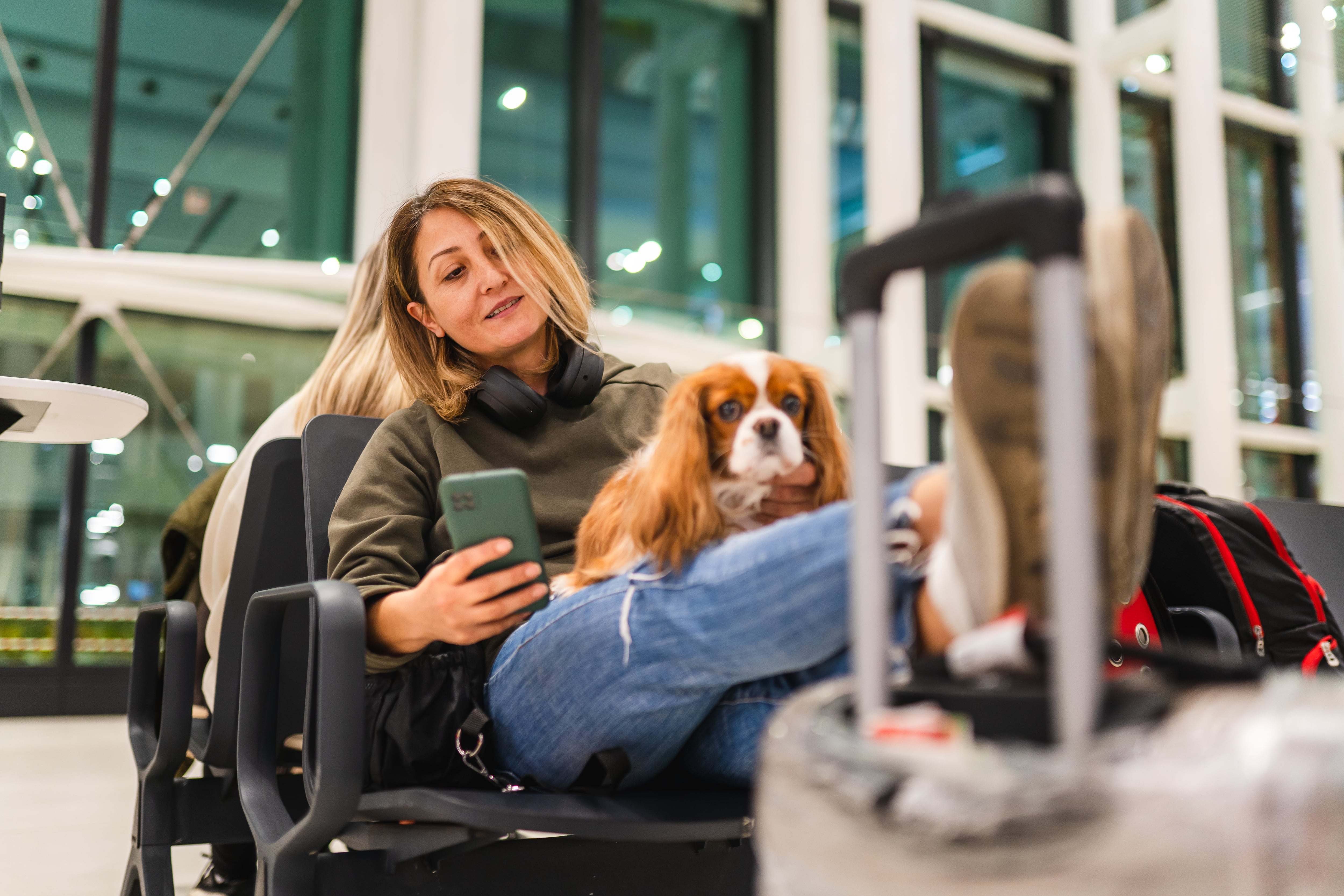 La desaparición de ‘Roma’ o los riesgos de viajar con tu perro en avión