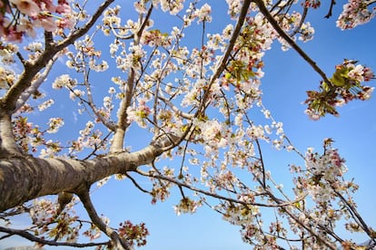 Cerezos en flor en la Vall de Laguar (Alicante).