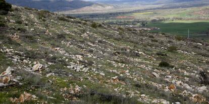 Panorámica de una de las zonas repobladas.