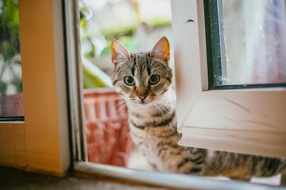 Qué hace mi gato cuando se queda solo