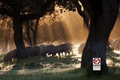 La firma de embutidos ibéricos Joselito ha sido reconocida por Global Gap con el sello GGN, un certificado que garantiza que todas sus prácticas son respetuosas con los animales y con el medioambiente. 