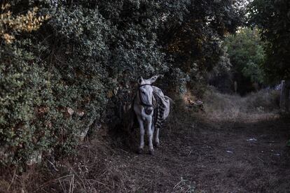 El señor Toño todavía se sirve de su burro para ir a recoger agua y arar como también hacía mi abuelo.