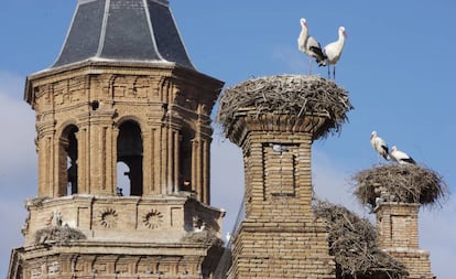 Cigüeñas blancas anidando en la colegiata de San Miguel, en Alfaro (La Rioja).