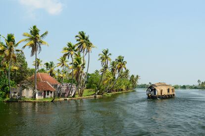 Los cocoteros de Kerala.