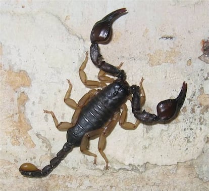 Un ejemplar de 'escorpí negre' (Euscorpius flavicaudis (