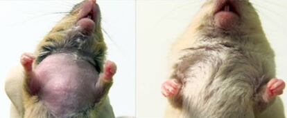 Antes y depués de un trasplante de médula ósea en un ratón que se arrancaba compulsivamente el pelo.