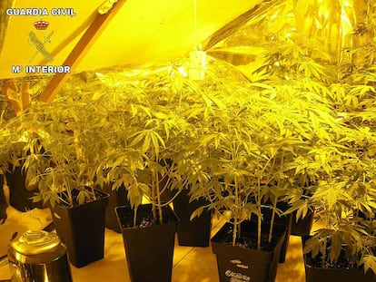 Algunas de las 59 macetas de <i>cannabis</i> halladas en una vivienda de Santos de la Humosa.